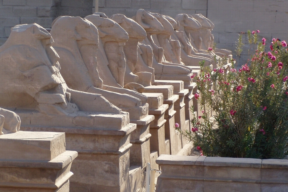 Widder Sphinx